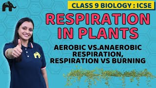 Respiration in Plants Class 9 ICSE Biology  Selina Chapter 7 Aerobic vsAnaerobic Respiration [upl. by Questa]