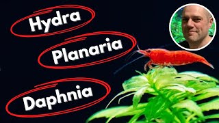 Common Shrimp Tank Pests and How to Deal With Them  PLANARIA HYDRA DETRITUS WORMS AND MORE [upl. by Nibbs790]