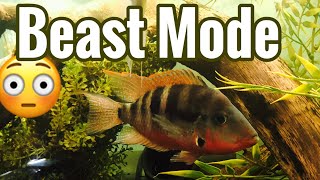 Full Grown Firemouth Cichlid Tank  Adult Pair [upl. by Enowtna]