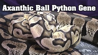 All about Axanthic ball pythons Multiple adult combos with pastel spider etc the BEST gene [upl. by Atnima61]