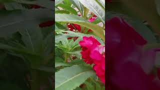 balsam flowers plants gardening gardenflowers trending shortvideo youtubeshorts [upl. by Senoj]