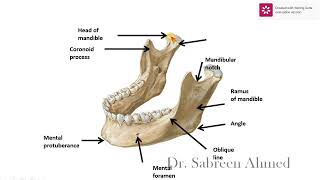 4 Anatomy of the mandible and hyoid bone [upl. by Knute]