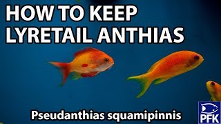 THE EASIEST ANTHIAS TO KEEP [upl. by Bashuk]