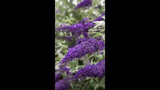 Pruning Buddleia [upl. by Ahcas]