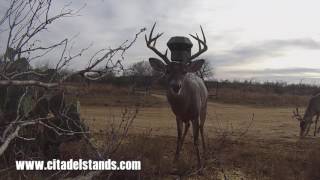 Citadel Deer Stands [upl. by Marlane]