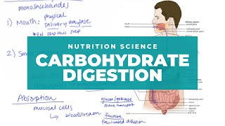 The Basics of Carbohydrate Digestion [upl. by Alison]