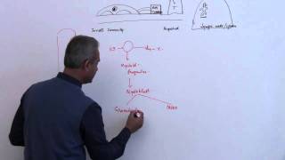 Immunology Neutrophil Lecture 3 Part 7 [upl. by Robinet]