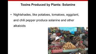 8 Food Toxicology Plant Toxins [upl. by Nois918]