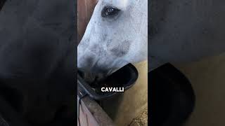 horse cavalli equitazione equestrian equestre maneggio horseing equitation pony [upl. by Esma]