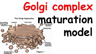 Golgi complex structure and function  Golgi apparatus structure [upl. by Lamonica]