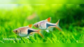 Harlequin Rasbora Fish [upl. by Aikenahs]