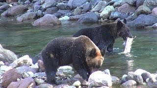 野生のヒグマと遭遇 サケを捕食＠北海道 知床 20131010 [upl. by Alage]