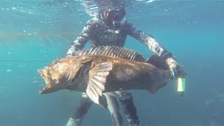 Spearfishing Giant Lingcod [upl. by Angie]