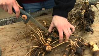 Dividing and Potting Stored Cannas [upl. by Leicester839]