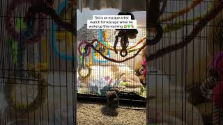 Watch a Baby Marmoset Escape his Cage [upl. by Norm]