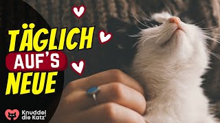 7 Gesten der Treue die deine Katze täglich zeigt [upl. by Sitoiganap]