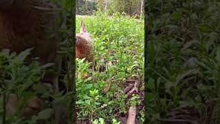 Parrot Beak Aseel Chicks In Odisha 11 April 2023 [upl. by Roderich749]