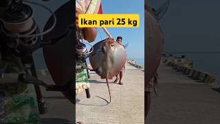 setrek ikan pari monster 25 kg shorts short mancing [upl. by Noevad]