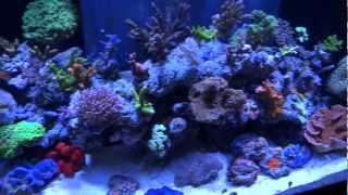 EcoTech Radion LEDs On Reef Aquarium Closeup Tour [upl. by Newbold]