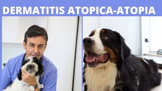 🛑 DERMATITIS ATOPICAATOPIA EN PERROS 🛑 [upl. by Asteria]