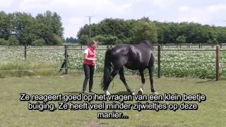 Revalidatietraining Lisa juni 2014 Paard met hoefkatrol en ataxie [upl. by Hannibal]