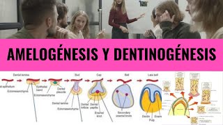 ENAO  AMELOGÉNESIS Y DENTINOGÉNESIS [upl. by Wolfy]