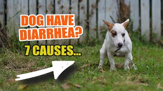 🐶 ¿WHAT can CAUSE your dog to have DIARRHEA 💩 7 Reasons [upl. by Wolfson744]