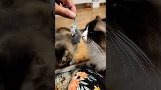 Cats review SmartyKat Skitter Critters Catnip Cat Toy shorts review [upl. by Lawtun]