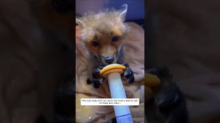 This lost baby fox ran up to the man feet to ask for help and then animalshorts fox [upl. by Yrolg]