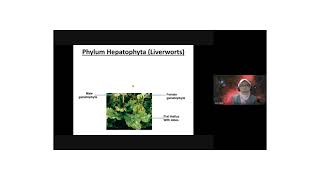 Phylum Hepatophyta LiverwortsMachantia sp [upl. by Donell]