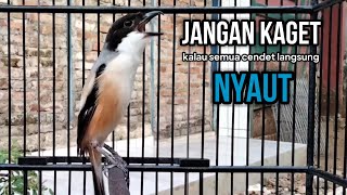 Terbukti Suara Cendet Gacor Toet Toet Bongkar Isian Sangat Cocok Bikin Cendet Gacor Isian Mewah [upl. by Eisnyl]