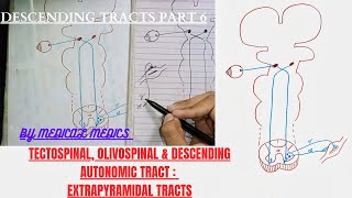 Descending Tracts  Tectospinal  Olivospinal amp Descending Autonomic Tracts  Extrapyramidal Tracts [upl. by Fitzpatrick]