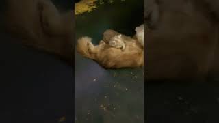 Cat and Kitten music live inspiration cute La Maritza cutekitten cutekitty trending love [upl. by Barsky]