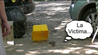 Trampa para pajaros de emergencia  Trap for birds emergency [upl. by Onitsirc]