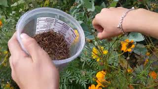 Thu hoạch hạt so nhái How to collect cosmos seeds [upl. by Yrrak862]