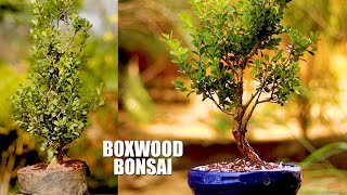 How I Created this Boxwood Bonsai [upl. by Dnartreb]