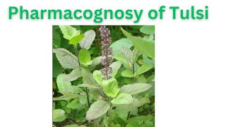 Pharmacognosy of Tulsi [upl. by Aryhs909]