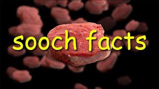 sooch facts [upl. by Analle]