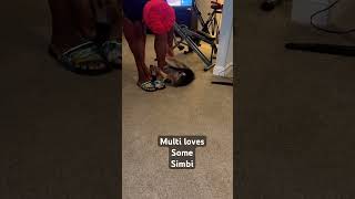 Multi loves some Simbi dog dogs shorts shortsviral share [upl. by Treblah]