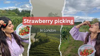 Strawberry Picking  London  Iver fruit fields [upl. by Enirac384]