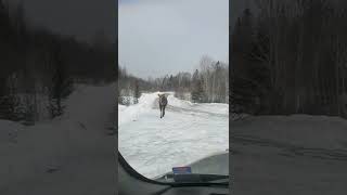 Jackman Maine Moose 😬 Close Encounter shorts moose [upl. by Consalve993]