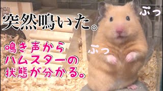 ハムスターが突然鳴きました！鳴き声から分かるハムスターの状態🐹 [upl. by Teece]