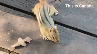 The funniest chipmunk show chipmunk [upl. by Anwad]