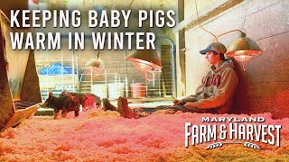 Keeping Baby Pigs Warm in Winter  MD FampH [upl. by Aigil]