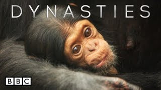 BBC America Dynasties chimpanzees  Episode 1  The Ruler [upl. by Mcnelly]