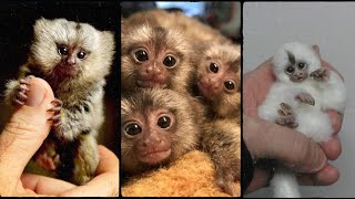 marmoset monkeys small specie of monkeys  humans holded in hands marmosetmonkey [upl. by Janos]