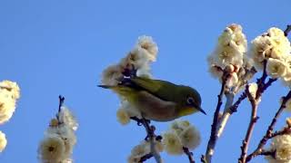 梅とメジロ Mejiro Plum blossoms and warbling whiteeye in Tokyo  29 Jan 2024 [upl. by Nnylirak]