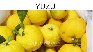 YUZU UN LIMONE SPECIALE AGRUMI LENZI [upl. by Gnoud]