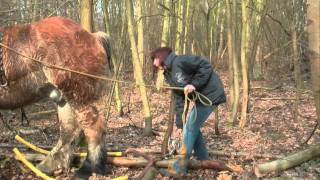 Forest Management  Bosbeheer in Bonheiden [upl. by Emiolhs]