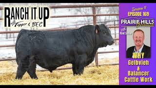 This Is Why Gelbvieh Balancer amp Red Angus Cattle Work [upl. by Wolgast]